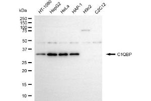 Western blotting analysis using C1QBP antibody (ABIN7798135). (C1QBP 抗体)