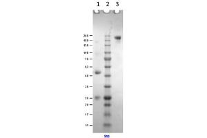SDS PAGE Results of Goat Anti-Mouse IgG Antibody.