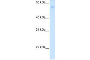 Image no. 1 for anti-Solute Carrier Family 2 (Facilitated Glucose Transporter), Member 2 (SLC2A2) (N-Term) antibody (ABIN6736621)