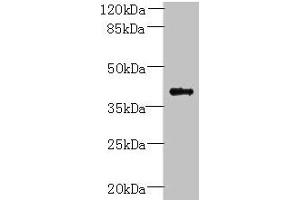 PSTPIP2 抗体  (AA 28-312)