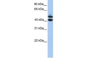 Western Blotting (WB) image for anti-Spermatogenesis and Oogenesis Specific Basic Helix-Loop-Helix 1 (SOHLH1) antibody (ABIN2459773) (SOHLH1 抗体)