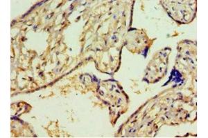 Immunohistochemistry of paraffin-embedded human placenta tissue using ABIN7144000 at dilution of 1:100 (Aminoacylase 1 抗体  (AA 1-408))