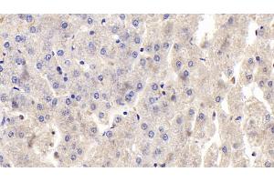 Detection of OPG in Human Liver Tissue using Polyclonal Antibody to Osteoprotegerin (OPG) (Osteoprotegerin 抗体  (AA 1-196))