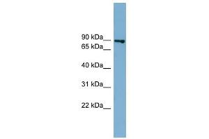 FASTKD2 antibody used at 1 ug/ml to detect target protein. (FASTKD2 抗体  (Middle Region))