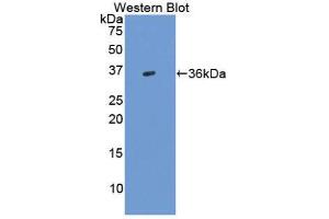 Western Blotting (WB) image for anti-Transforming Growth Factor, beta 3 (TGFB3) (AA 24-300) antibody (ABIN1860732) (TGFB3 抗体  (AA 24-300))