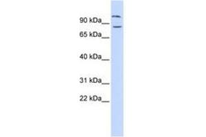 Image no. 1 for anti-Diacylglycerol Lipase, beta (DAGLB) (AA 216-265) antibody (ABIN6741326) (DAGLB 抗体  (AA 216-265))
