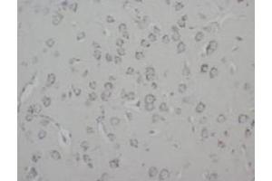 Immunohistochemistry (IHC) image for anti-Growth Associated Protein 43 (GAP43) antibody (ABIN1107311) (GAP43 抗体)