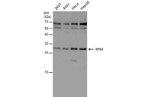 WB Image RPS3 antibody detects RPS3 protein by western blot analysis. (RPS3 抗体)