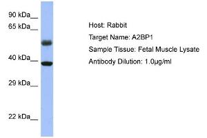 WB Suggested Anti-A2BP1 Antibody Titration: 0. (A2BP1 抗体  (N-Term))