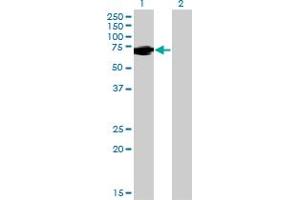 Western Blot analysis of FUBP1 expression in transfected 293T cell line by FUBP1 monoclonal antibody (M03), clone 1E10.