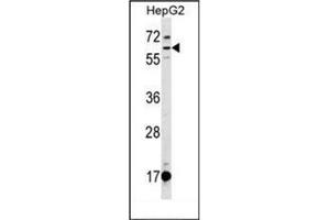 Western blot analysis of DEPDC1B Antibody (C-term) Cat. (DEPDC1B 抗体  (C-Term))