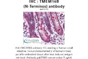 Image no. 1 for anti-Anoctamin 2 (ANO2) (N-Term) antibody (ABIN1740150) (Anoctamin 2 抗体  (N-Term))
