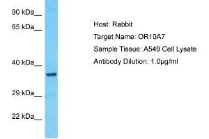 Host: Rabbit Target Name: OR10A7 Sample Type: A549 Whole Cell lysates Antibody Dilution: 1. (OR10A7 抗体  (C-Term))