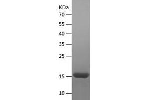 Western Blotting (WB) image for Fibroblast Growth Factor 1 (Acidic) (FGF1) (AA 16-155) protein (His tag) (ABIN7122914) (FGF1 Protein (AA 16-155) (His tag))