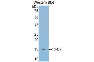 Western Blotting (WB) image for anti-Transforming Growth Factor, beta 1 (TGFB1) (AA 279-390) antibody (ABIN1860727) (TGFB1 抗体  (AA 279-390))