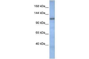 Western Blotting (WB) image for anti-Cullin-Associated and Neddylation-Dissociated 2 (CAND2) antibody (ABIN2459429) (CAND2 抗体)