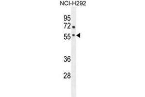 ADORA2A Antibody (Center) western blot analysis in NCI-H292 cell line lysates (35 µg/lane). (Adenosine A2a Receptor 抗体  (Middle Region))