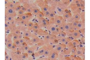 Detection of TBG in Human Liver Tissue using Polyclonal Antibody to Thyroxine Binding Globulin (TBG) (SERPINA7 抗体  (AA 128-415))