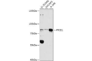 Western blot analysis of extracts of various cell lines, using PTCD1 antibody (ABIN7269203) at 1:3000 dilution. (PTCD1 抗体  (AA 435-537))