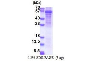 SDS-PAGE (SDS) image for Fatty Acid Amide Hydrolase 2 (FAAH2) (AA 32-532) protein (His tag) (ABIN5853415)