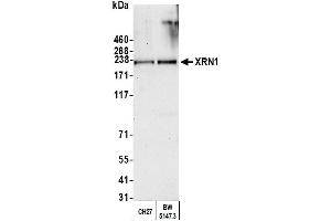 anti-5'-3' Exoribonuclease 1 (XRN1) (C-Term) antibody