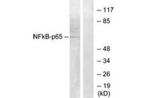 Western blot analysis of extracts from Raw264. (NF-kB p65 抗体  (AA 221-270))