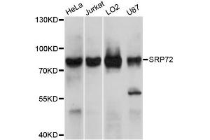 Western blot analysis of extracts of various cell lines, using SRP72 antibody (ABIN5999463) at 1/1000 dilution. (SRP72 抗体)
