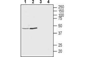 Western Blotting (WB) image for anti-Potassium Channel, Subfamily K, Member 12 (KCNK12) (AA 61-73), (Extracellular) antibody (ABIN7043449)