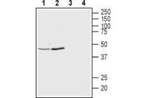 Western blot analysis of rat brain synaptosomal fraction (lanes 1 and 3) and mouse brain lysates (lanes 2 and 4): - 1,2. (KCNK12 抗体  (1st Extracellular Loop))
