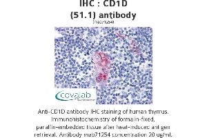 Image no. 1 for anti-CD1d Molecule (CD1D) antibody (ABIN1724073) (CD1d 抗体)