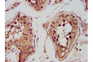 IHC image of ABIN7142012 diluted at 1:600 and staining in paraffin-embedded human testis tissue performed on a Leica BondTM system. (PDP 抗体  (AA 1-154))