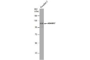 WB Image Whole cell extract (30 μg) was separated by 7. (ADAM17 抗体  (C-Term))
