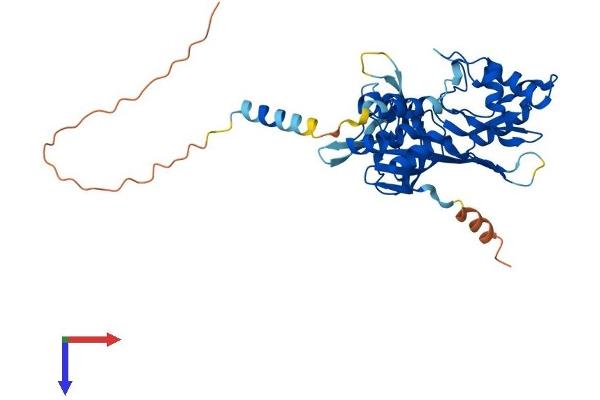 RPUSD4 Protein (AA 1-377) (His tag)
