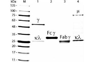 SDS-PAGE of Goat IgG F(ab')2 Fragment Agarose Conjugated .