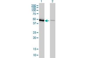 Western Blot analysis of EEF1G expression in transfected 293T cell line by EEF1G monoclonal antibody (M01), clone 3F11-1A10. (EEF1G 抗体  (AA 1-437))