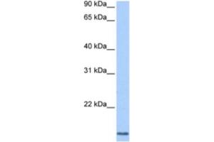 Western Blotting (WB) image for anti-Cyclin L2 (CCNL2) antibody (ABIN2463361) (Cyclin L2 抗体)