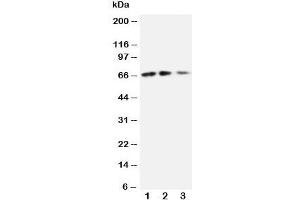 Western blot testing of CX3CL1 antibody and Lane 1:  recombinant mouse protein 10ng;  2: 5ng;  3: 2. (CX3CL1 抗体  (N-Term))