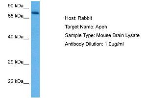 Host: Rabbit Target Name: APEH Sample Tissue: Mouse Brain Antibody Dilution: 1ug/ml (APEH 抗体  (N-Term))