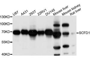 Western blot analysis of extracts of various cell lines, using SCFD1 antibody (ABIN5996176) at 1/1000 dilution. (SCFD1 抗体)