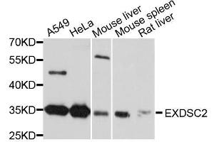 Western blot analysis of extracts of various cell lines, using EXOSC2 antibody. (EXOSC2 抗体  (AA 1-293))