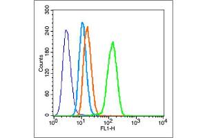 Image no. 5 for anti-Caspase 3 (CASP3) (AA 11-120) antibody (ABIN747728)