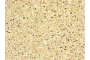 Immunohistochemistry of paraffin-embedded human adrenal gland tissue using ABIN7171007 at dilution of 1:100