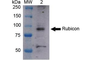 Western blot analysis of Human HeLa cell lysates showing detection of ~108 kDa Rubicon protein using Rabbit Anti-Rubicon Polyclonal Antibody . (Rubicon 抗体  (N-Term) (Atto 594))