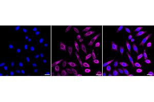 anti-NCK Adaptor Protein 2 (NCK2) antibody