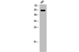 Western Blot analysis of VEC cells using Phospho-Ets-1 (T38) Polyclonal Antibody (ETS1 抗体  (pThr38))
