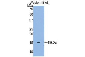 Western Blotting (WB) image for anti-Transforming Growth Factor, beta 2 (TGFB2) (AA 331-442) antibody (ABIN1078606) (TGFB2 抗体  (AA 331-442))