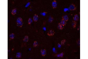 Indirect immunostaing of a PFA fixed paraffin embedded mouse brain section (dilution 1 : 200; red). (Golgin B1 (GOLGB1) 抗体)