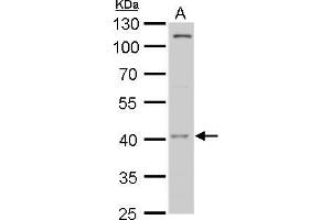 WB Image MOS antibody detects MOS protein by western blot analysis.