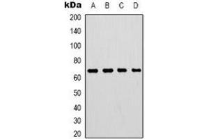 Western blot analysis of Lamin B1 expression in HepG2 (A), 293T (B), mouse brain (C), rat brain (D) whole cell lysates. (Lamin B1 抗体)