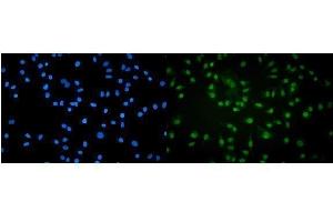 IF analysis of POLR2A using anti-POLR2A antibody (ABIN7599598). (POLR2A/RPB1 抗体  (AA 10-321))